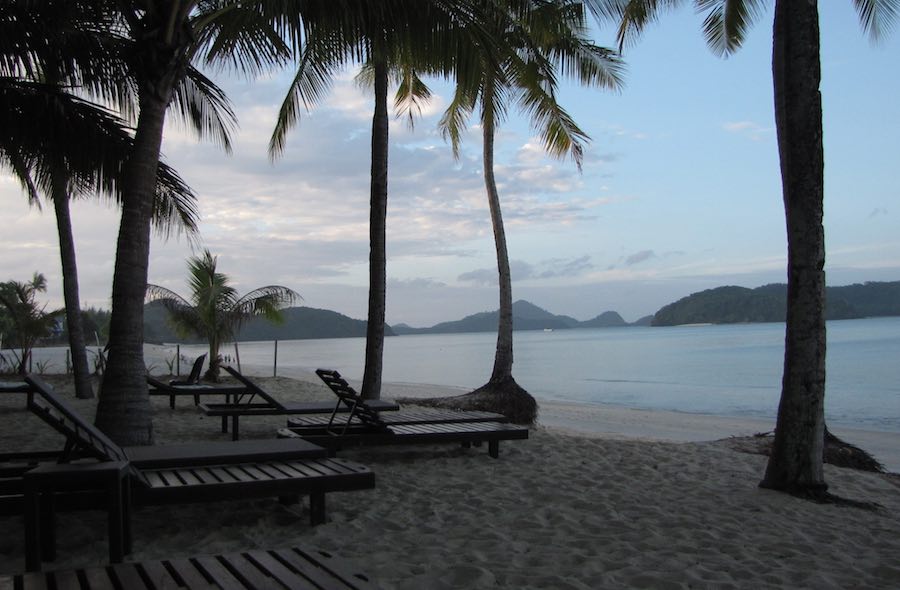 recliners and palm trees on the beach